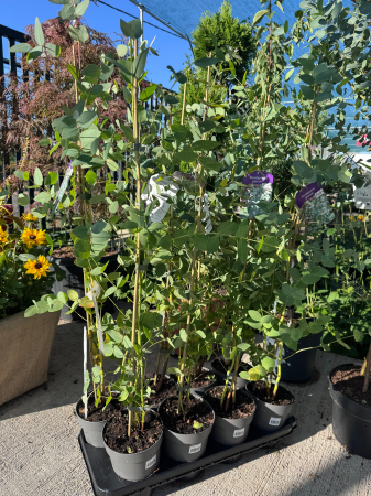 Arbori și arbuști - Eucalyptus gunnii