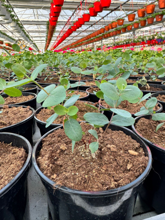 Eucalyptus Silver Dollar G12 [2]