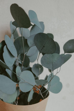 Eucalyptus Silver Dollar G12 [3]