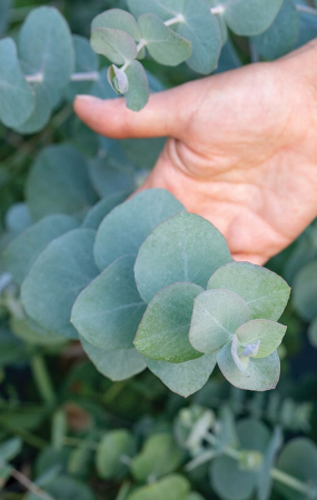 Eucalyptus Silver Dollar G12