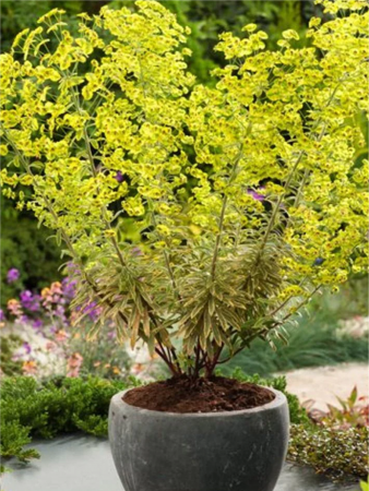 Euphorbia Ascot Rainbow [3]