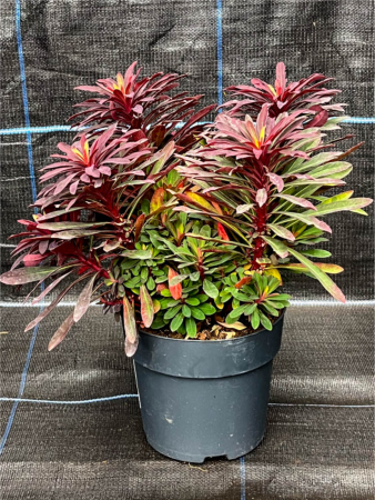 Plante decorative prin floare - Euphorbia Miner’s Merlot