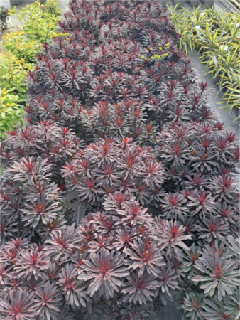 Euphorbia Miner’s Merlot [1]