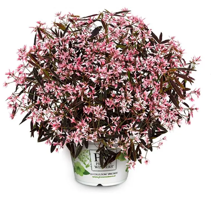 Plante Anuale - Euphorbia Shades in Pink