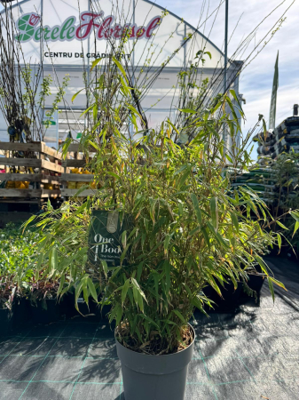 Plante Perene - Fargesia robusta ‘Pingwu’ este un bambus ornamental