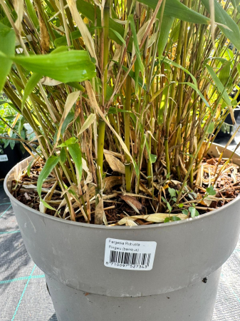 Fargesia robusta ‘Pingwu’ este un bambus ornamental [1]