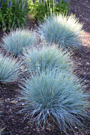 Ierburi - Festuca Elijah Blue - C2