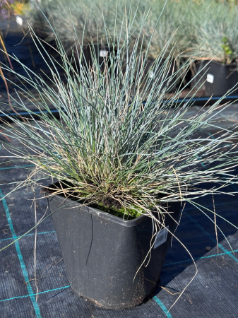 Festuca Elijah Blue - C2 [1]