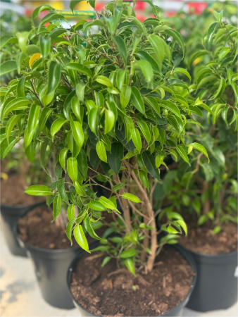 Arbori și arbuști - Ficus benjamina