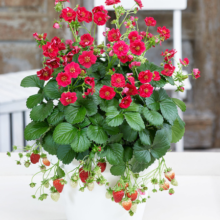 Plante Perene - Fragaria Summer Breeze Rose