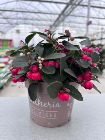 Arbuști - Gaultheria ‘Red/White’ – arbust ornamental veșnic verde