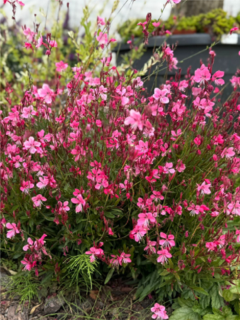 Plante decorative prin floare - Gaura Cherry Brandy