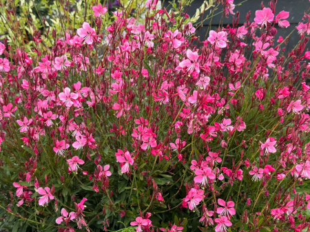 Gaura Cherry Brandy [1]