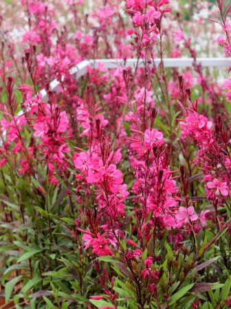 Plante Perene - Gaura Flamingo Pink – C2