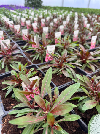 Gaura Flamingo Pink – C2 [1]