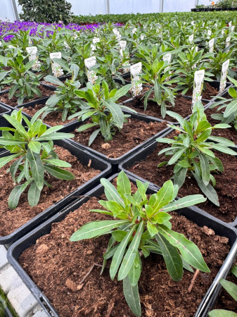 Plante Perene - Gaura Flamingo Snow – C2