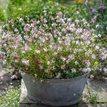 Gaura Flamingo Snow – C2 [3]