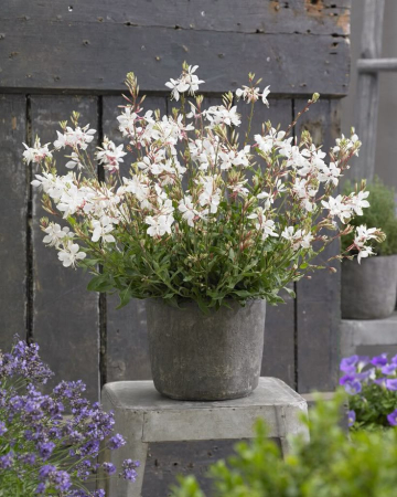 Gaura Flamingo Snow – C2 [1]