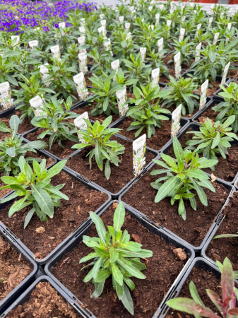 Gaura Flamingo Snow – C2 [4]