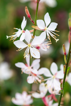 Gaura Flamingo Snow – C2 [2]
