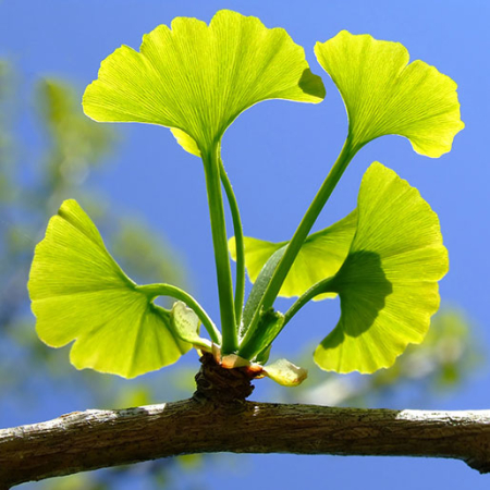Ginkgo biloba [3]