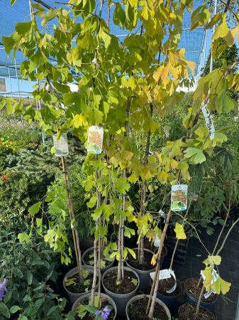Ginkgo biloba - arborele vieții