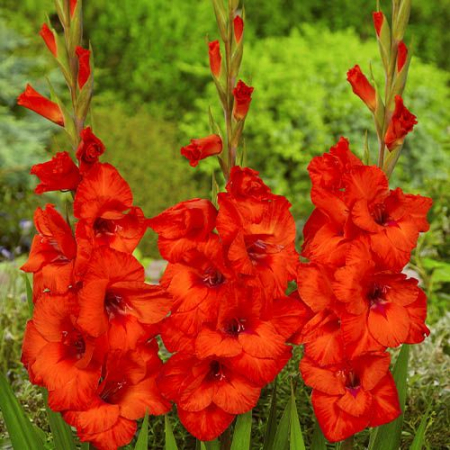 Bulbi Gladiola ‘Hunting Song’ 10/12