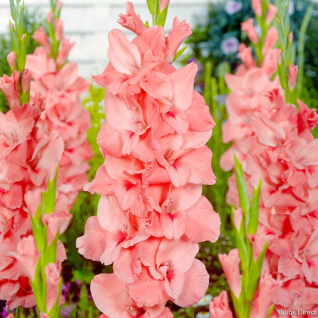 Bulbi Gladiola ‘New Release’ 14+ [0]