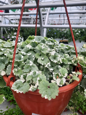 Plante Perene - Glechoma Variegata