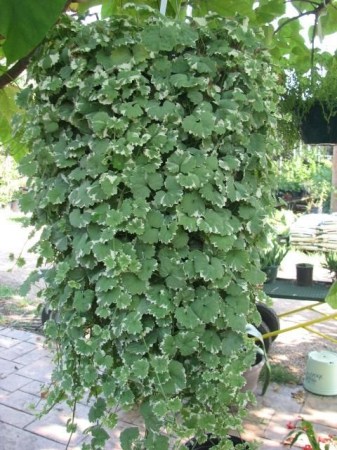 Plante decorative prin frunze - Glechoma ‘Variegata’ P12