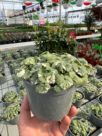 Glechoma ‘Variegata’ P12 [1]