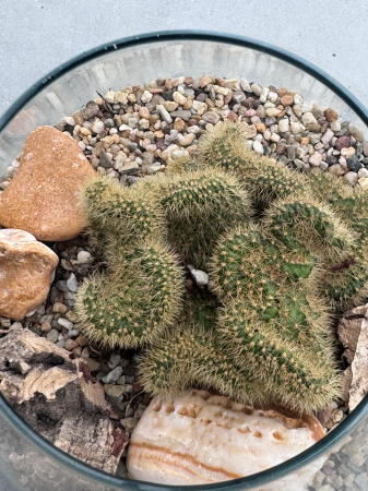 Cactus Green bottle abby small met [6]