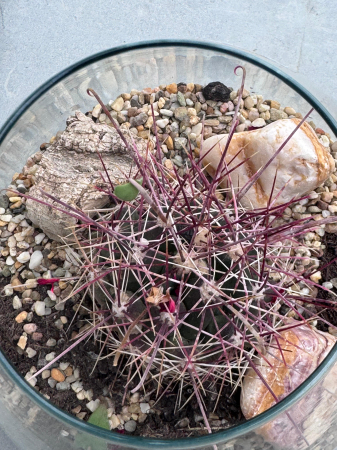 Cactus Green bottle abby small met [4]