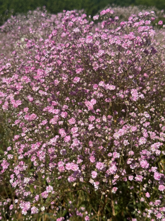 Gypsophila C3