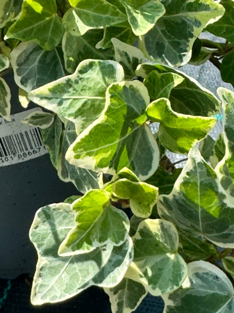 Hedera helix Mix P13, iederă decorativă, veșnic verde [1]