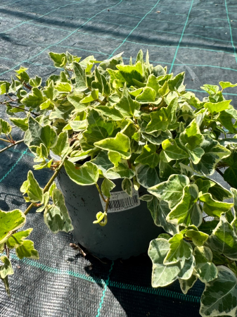 Hedera helix Mix P13, iederă decorativă, veșnic verde
