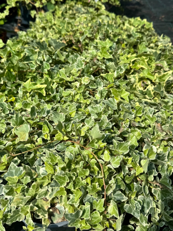 Hedera helix Mix P13, iederă decorativă, veșnic verde [3]