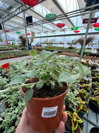 Helichrysum ‘Silver’ P12 este o plantă decorativă cu frunziș argintiu [1]