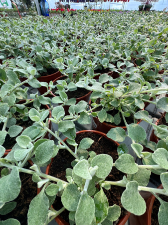 Plante decorative prin frunze - Helichrysum ‘Silver’ P12 este o plantă decorativă cu frunziș argintiu