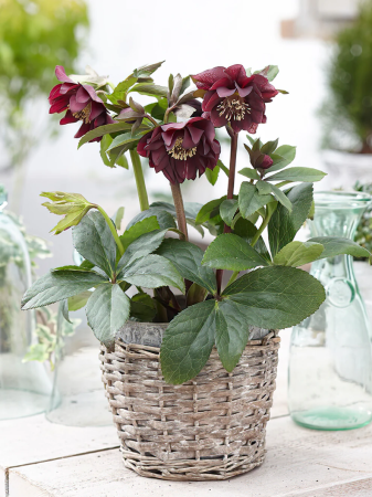 Plante Perene - Helleborus Double Ellen Flash C3