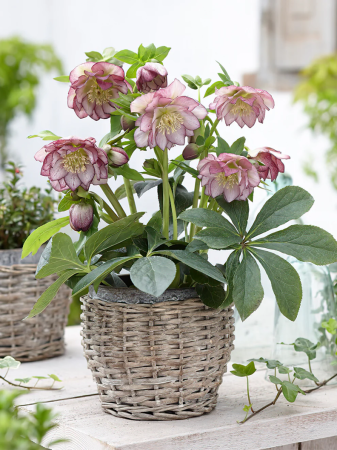 Plante Perene - Helleborus Double Ellen Picotee C3