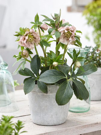 Plante decorative prin floare - Helleborus Double Ellen Pink Spotted C3