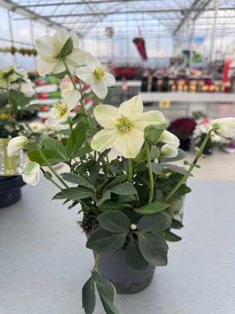 Plante Perene - Helleborus niger ‘Advent Star Earl’ – plantă perenă cu flori albe