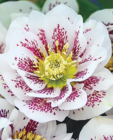 Plante Perene - Helleborus Wedding Party Confetti Cake C3