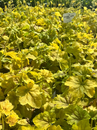 Heuchera Delta Dawn C2, plantă perenă decorativă prin frunziș [1]