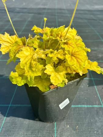 Plante decorative prin frunze - Heuchera Delta Dawn C2, plantă perenă decorativă prin frunziș