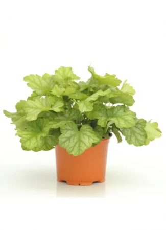 Heuchera Lord Lime – C2