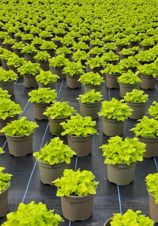 Heuchera Lord Lime – C2 [1]