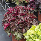 Heuchera Rex Fire – C3 [1]