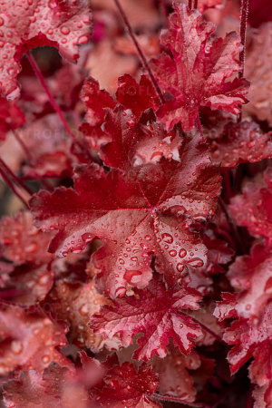 Heuchera Rex Fire – C3 [3]